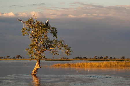 posarse - African fish eagle (Haliaeetus vocifer), Chobe National Park, Botswana, Africa Photographie de stock - Rights-Managed, Code: 841-09194620