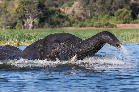 pachyderm - Elephant (Loxodonta africana) in Chobe River, Chobe National Park, Botswana, Africa Photographie de stock - Rights-Managed, Code: 841-09194639