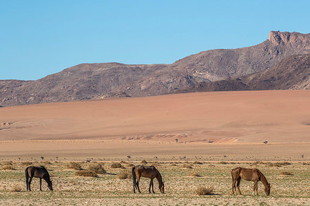 pferd (tier) - Wild horses, Aus, Namibia, Africa Photographie de stock - Rights-Managed, Code: 841-09194630