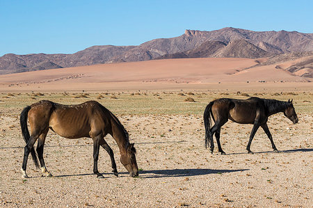 Wild horses, Aus, Namibia, Africa Photographie de stock - Rights-Managed, Code: 841-09194631