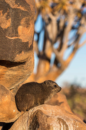 simsearch:841-09194628,k - Rock hyrax (Procavia capensis), Quiver Tree Forest, Keetmanshoop, Namibia, Africa Stock Photo - Rights-Managed, Code: 841-09194644