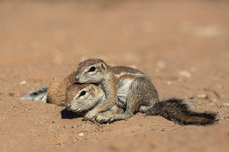 Ground squirrels (Xerus inauris), Kgalagadi Transfrontier Park, Northern Cape, South Africa, Africa Stock Photo - Rights-Managed, Code: 841-09194648