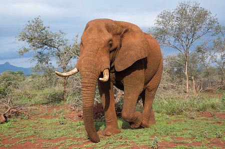 elephant - Elephant (Loxodonta africana) bull, Zimanga Private Game Reserve, KwaZulu-Natal, South Africa, Africa Stock Photo - Rights-Managed, Code: 841-09194641