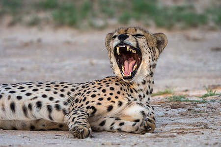 simsearch:6119-09074635,k - Cheetah (Acinonyx jubatus) yawning, Kgalagadi Transfrontier Park, South Africa, Africa Photographie de stock - Rights-Managed, Code: 841-09194654