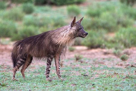 simsearch:6119-07452629,k - Brown hyaena (Hyaena brunnea), Kgalagadi Transfrontier Park, Northern Cape, South Africa, Africa Photographie de stock - Rights-Managed, Code: 841-09194658