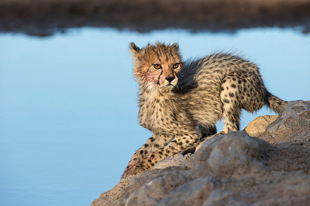 simsearch:841-08357628,k - Cheetah (Acinonyx jubatus) cub, Kgalagadi Transfrontier Park, South Africa, Africa Foto de stock - Con derechos protegidos, Código: 841-09194650