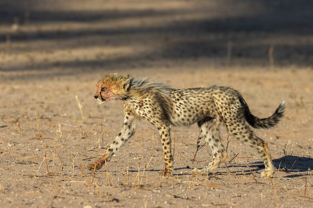 simsearch:841-09194668,k - Cheetah (Acinonyx jubatus) cub, Kgalagadi Transfrontier Park, South Africa, Africa Foto de stock - Con derechos protegidos, Código: 841-09194651