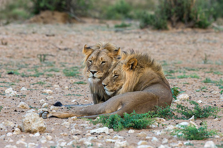 simsearch:841-07782264,k - Lion (Panthera leo) brothers, Kgalagadi Transfrontier Park, South Africa, Africa Foto de stock - Con derechos protegidos, Código: 841-09194664