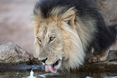 simsearch:841-09194680,k - Lion (Panthera leo) male drinking, Kgalagadi Transfrontier Park, South Africa, Africa Stock Photo - Rights-Managed, Code: 841-09194665