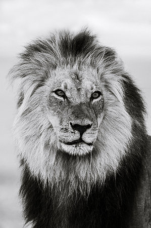 simsearch:841-08357626,k - Lion (Panthera leo) male in monochrome, Kgalagadi Transfrontier Park, South Africa, Africa Photographie de stock - Rights-Managed, Code: 841-09194668
