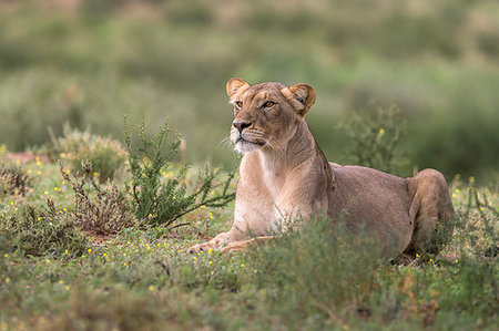 simsearch:841-07782260,k - Lioness (Panthera leo) watching prey, Kgalagadi Transfrontier Park, South Africa, Africa Stockbilder - Lizenzpflichtiges, Bildnummer: 841-09194661