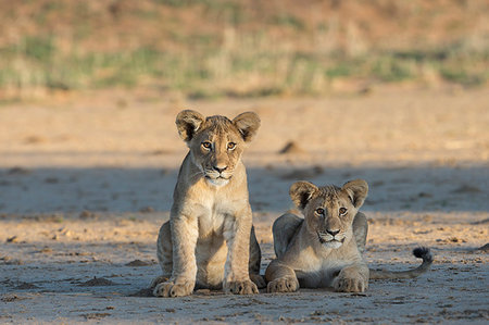 simsearch:841-09108177,k - Lion (Panthera leo) cubs, Kgalagadi Transfrontier Park, South Africa, Africa Foto de stock - Con derechos protegidos, Código: 841-09194662