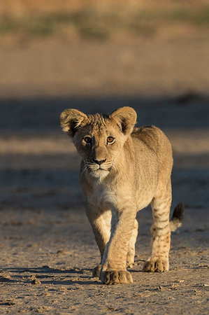 simsearch:841-07782259,k - Lion (Panthera leo) cub, Kgalagadi Transfrontier Park, South Africa, Africa Photographie de stock - Rights-Managed, Code: 841-09194663