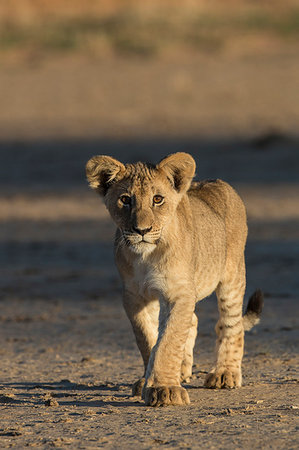 simsearch:841-09194676,k - Lion (Panthera leo) cub, Kgalagadi Transfrontier Park, South Africa, Africa Stock Photo - Rights-Managed, Code: 841-09194663