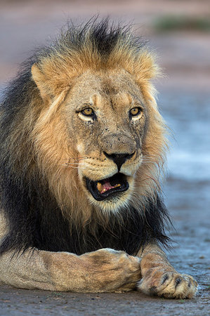 simsearch:6119-08211451,k - Lion (Panthera leo) male, Kgalagadi Transfrontier Park, South Africa, Africa Photographie de stock - Rights-Managed, Code: 841-09194671