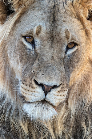 simsearch:841-07782328,k - Lion (Panthera leo) male, Kgalagadi Transfrontier Park, South Africa, Africa Stock Photo - Rights-Managed, Code: 841-09194673