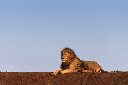 simsearch:841-07782263,k - Lion (Panthera leo), Zimanga Private Game Reserve, KwaZulu-Natal, South Africa, Africa Foto de stock - Con derechos protegidos, Código: 841-09194688