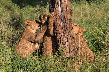 simsearch:841-09059986,k - Lion (Panthera leo) cubs chewing bark, Zimanga Private Game Reserve, KwaZulu-Natal, South Africa, Africa Foto de stock - Con derechos protegidos, Código: 841-09194689