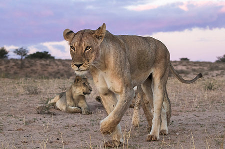 simsearch:841-07355021,k - Lions (Panthera leo), Kgalagadi Transfrontier Park, South Africa, Africa Foto de stock - Con derechos protegidos, Código: 841-09194680