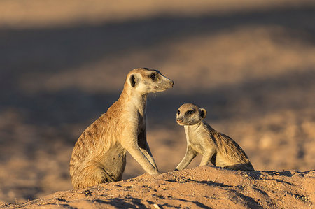 simsearch:6119-07452629,k - Meerkats (Suricata suricatta), Kgalagadi Transfrontier Park, South Africa, Africa Photographie de stock - Rights-Managed, Code: 841-09194696