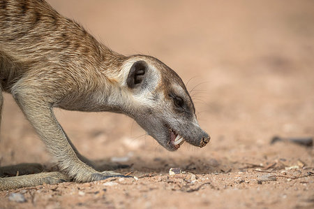 simsearch:841-03490279,k - Meerkat (Suricata suricatta) foraging, Kgalagadi Transfrontier Park, South Africa, Africa Photographie de stock - Rights-Managed, Code: 841-09194697