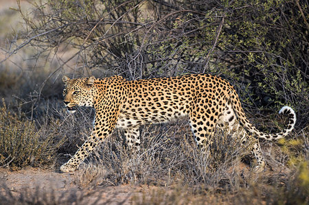 simsearch:841-02944224,k - Leopard (Panthera pardus), Kgalagadi Transfrontier Park, South Africa, Africa Foto de stock - Con derechos protegidos, Código: 841-09194699