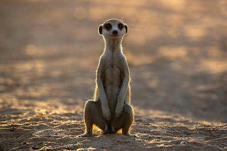 simsearch:841-03490279,k - Meerkat (Suricata suricatta), Kgalagadi Transfrontier Park, South Africa, Africa Photographie de stock - Rights-Managed, Code: 841-09194691