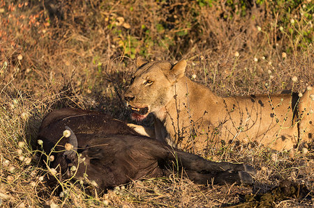 simsearch:841-07782263,k - Lioness (Panthera leo) feeding on young Cape buffalo (Syncerus caffer), Chobe National Park, Botswana, Africa Foto de stock - Con derechos protegidos, Código: 841-09194692