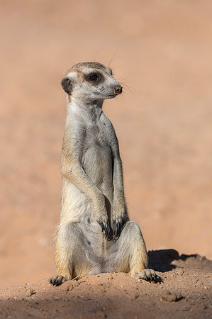 simsearch:6119-09074635,k - Meerkat (Suricata suricatta), Kgalagadi Transfrontier Park, South Africa, Africa Photographie de stock - Rights-Managed, Code: 841-09194693