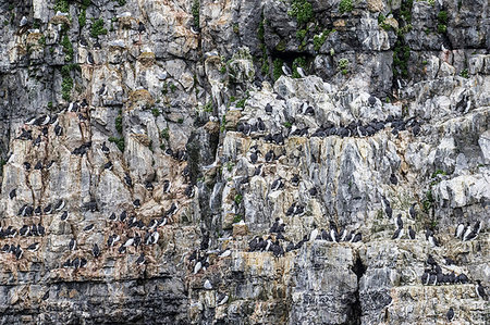 A common guillemot (Uria aalge) breeding colony on the cliffs of Bjornoya, Svalbard Archipelago, Arctic, Norway, Europe Stock Photo - Rights-Managed, Code: 841-09204021