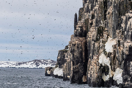 Brunnich's Guillemot (Uria lomvia) nesting cliffs at Cape Fanshawe, Spitsbergen, Svalbard, Arctic, Norway, Europe Photographie de stock - Rights-Managed, Code: 841-09204022