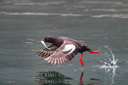 simsearch:841-09147472,k - An adult pigeon guillemot (Cepphus columba), with captured fish in Inian Pass, Cross Sound, Alaska, United States of America, North America Photographie de stock - Rights-Managed, Code: 841-09204037