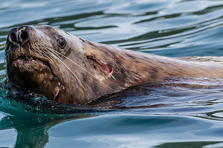 simsearch:841-09086162,k - Adult bull Steller sea lion (Eumetopias jubatus), with battle wound, Inian Islands, Alaska, United States of America, North America Stock Photo - Rights-Managed, Code: 841-09204041