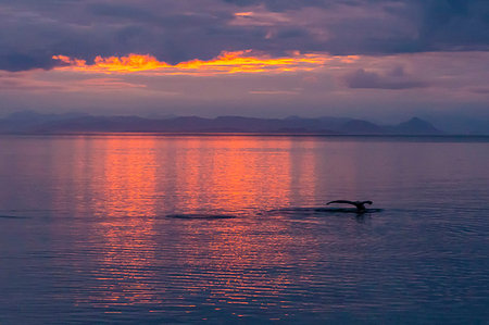 simsearch:841-09255500,k - Humpback whale (Megaptera novaeangliae), flukes-up dive at sunset in Frederick Sound, Southeast Alaska, United States of America, North America Foto de stock - Con derechos protegidos, Código: 841-09204054