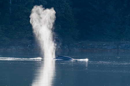 simsearch:841-09255500,k - Humpback whale (Megaptera novaeangliae) surfacing near Chichigof Island, southeast Alaska, United States of America, North America Photographie de stock - Rights-Managed, Code: 841-09204055