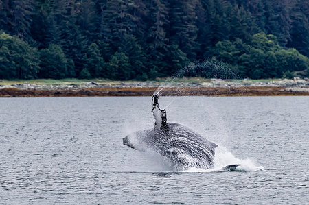 simsearch:841-09255485,k - Humpback whale (Megaptera novaeangliae) breaching near the Glass Peninsula, southeast Alaska, United States of America, North America Foto de stock - Con derechos protegidos, Código: 841-09204058