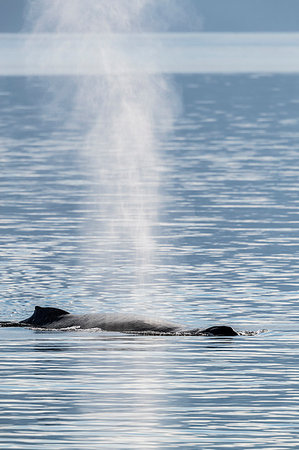 simsearch:841-07080889,k - Adult humpback whale (Megaptera novaeangliae) surfacing in Stephen's Passage, Southeast Alaska, United States of America, North America Photographie de stock - Rights-Managed, Code: 841-09204053