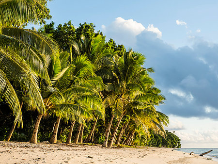 Coconut trees line the beach on the Island of Alofi, French Territory of Wallis and Futuna Islands, South Pacific Islands, Pacific Stock Photo - Rights-Managed, Code: 841-09204083