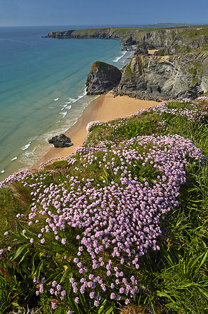 Thrift flowering on the clifftops near Bedruthan Steps on the North Cornish coast, Cornwall, England, United Kingdom, Europe Stock Photo - Rights-Managed, Code: 841-09204168