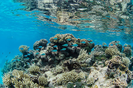 simsearch:841-09241939,k - Underwater image of the inner lagoon of Apataki coral atoll, Palliser Islands, Tuamotus, French Polynesia, South Pacific, Pacific Fotografie stock - Rights-Managed, Codice: 841-09229493