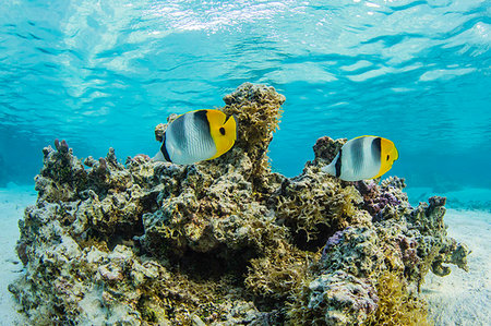reef fish - Colorful reef fish in the inner lagoon at Toau Atoll, Tuamotus, French Polynesia, South Pacific, Pacific Foto de stock - Con derechos protegidos, Código: 841-09229508