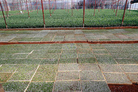 dalat - Vegetable farm, greenhouse, Dalat, Vietnam, Indochina, Southeast Asia, Asia Stock Photo - Rights-Managed, Code: 841-09229995