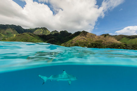 simsearch:6118-09112156,k - Blacktip reef shark (Carcharhinus melanopterus) cruising the shallow waters of Moorea, Society Islands, French Polynesia, South Pacific, Pacific Photographie de stock - Rights-Managed, Code: 841-09241938