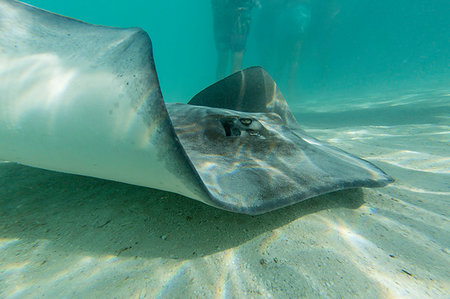 simsearch:841-09229473,k - Giant stingray (Dasyatis spp) cruising with tourists in the shallow waters of Stingray City, Society Islands, French Polynesia, South Pacific, Pacific Fotografie stock - Rights-Managed, Codice: 841-09241940