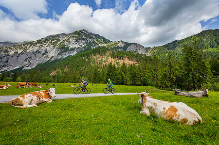 female cow sitting - Karwendel Natural Park, Tyrol, Austria, Europe Stock Photo - Rights-Managed, Code: 841-09242126