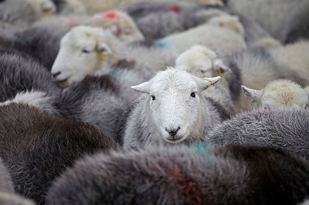 simsearch:841-06806115,k - A flock of Herdwick sheep in Cumbria, England, United Kingdom, Europe Photographie de stock - Rights-Managed, Code: 841-09242197