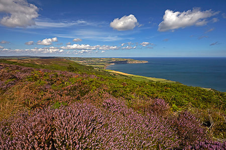 simsearch:841-09242255,k - Robin Hood's Bay from the heather covered coast above Ravenscar, North Yorkshire, England, United Kingdom, Europe Stockbilder - Lizenzpflichtiges, Bildnummer: 841-09242202