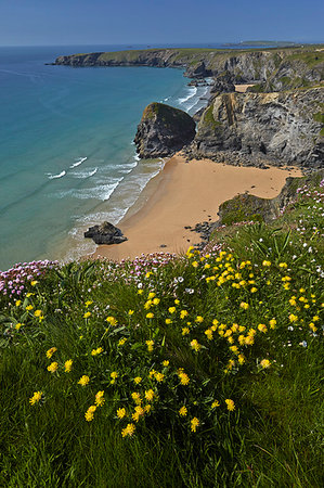 simsearch:841-09242225,k - Kidney vetch growing on the clifftops above Bedruthan Steps, Cornwall, England, United Kingdom, Europe Stockbilder - Lizenzpflichtiges, Bildnummer: 841-09242235