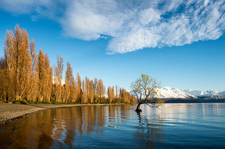 simsearch:841-06448326,k - The Wanaka Tree at sunrise, Otago, South Island, New Zealand, Pacific Photographie de stock - Rights-Managed, Code: 841-09242266