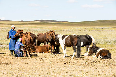 simsearch:841-05796521,k - Nomadic herder milking her mares at ger camp on Steppes grasslands of Mongolia, Asia Photographie de stock - Rights-Managed, Code: 841-09242320